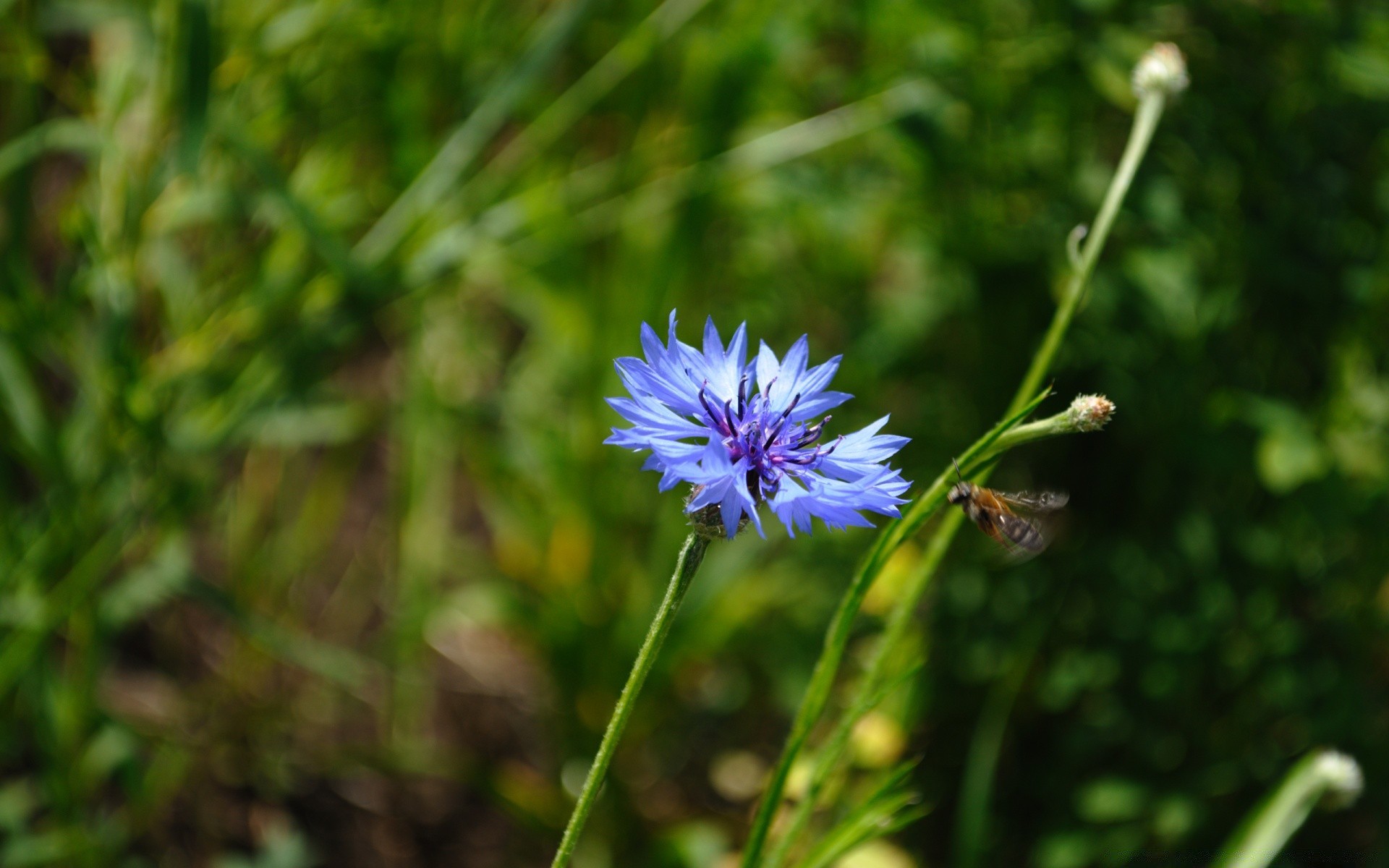 fleurs nature fleur flore été feuille jardin herbe foin croissance champ à l extérieur gros plan bluming sauvage couleur