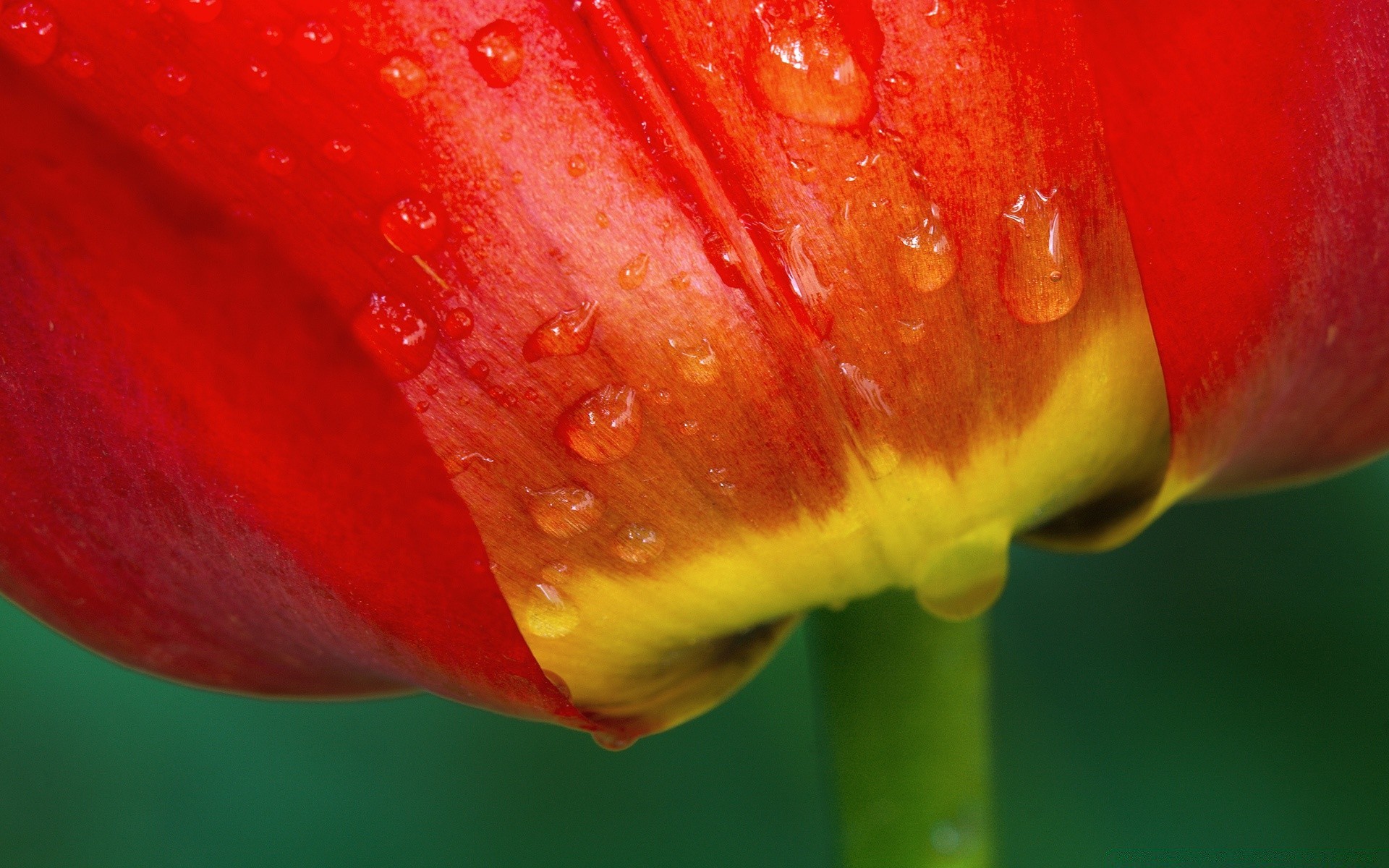 flowers nature color flower flora wet tulip bright summer dew garden leaf