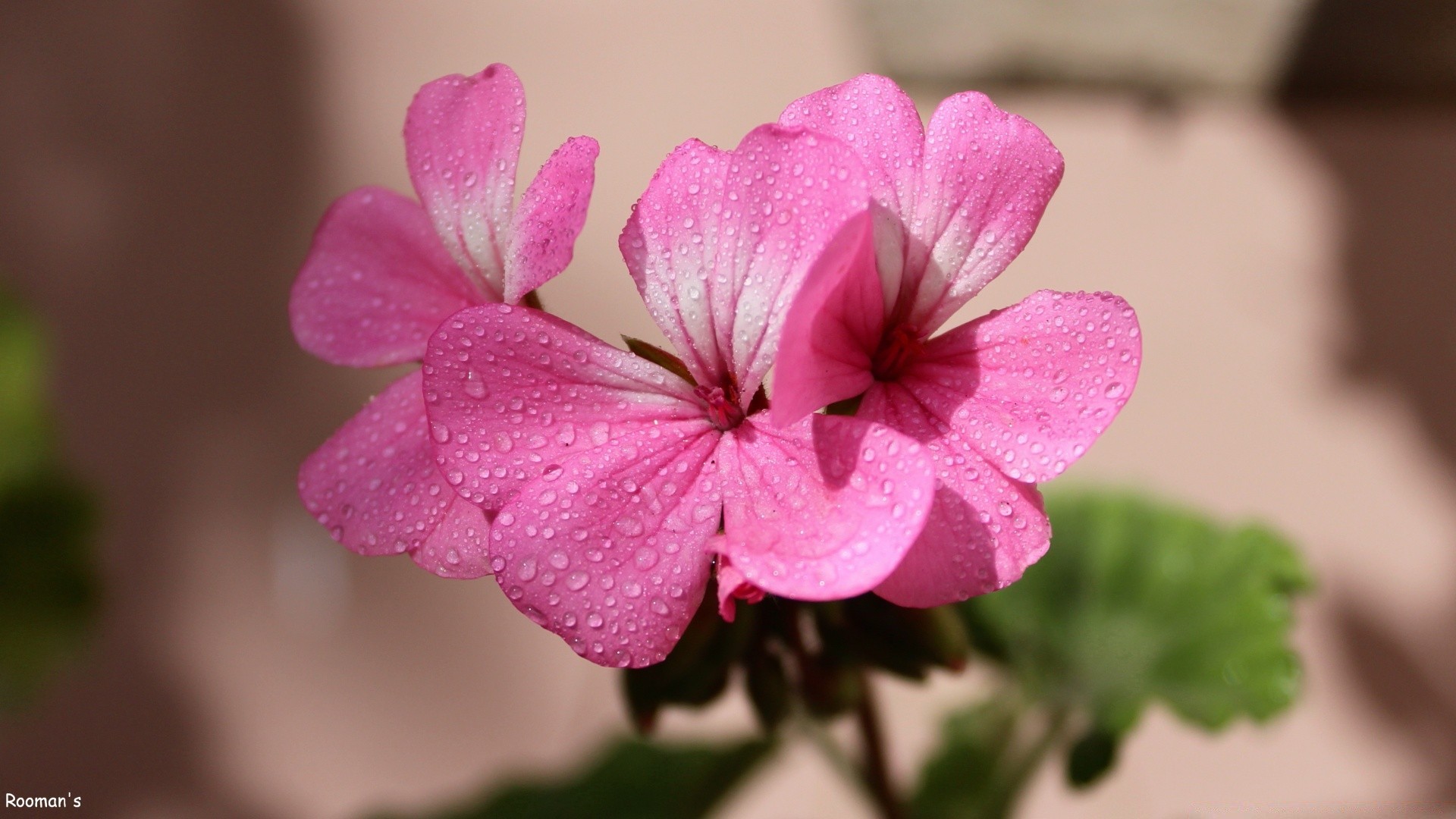 kwiaty kwiat natura flora ogród bluming płatek piękny lato kwiatowy zbliżenie kolor liść jasny