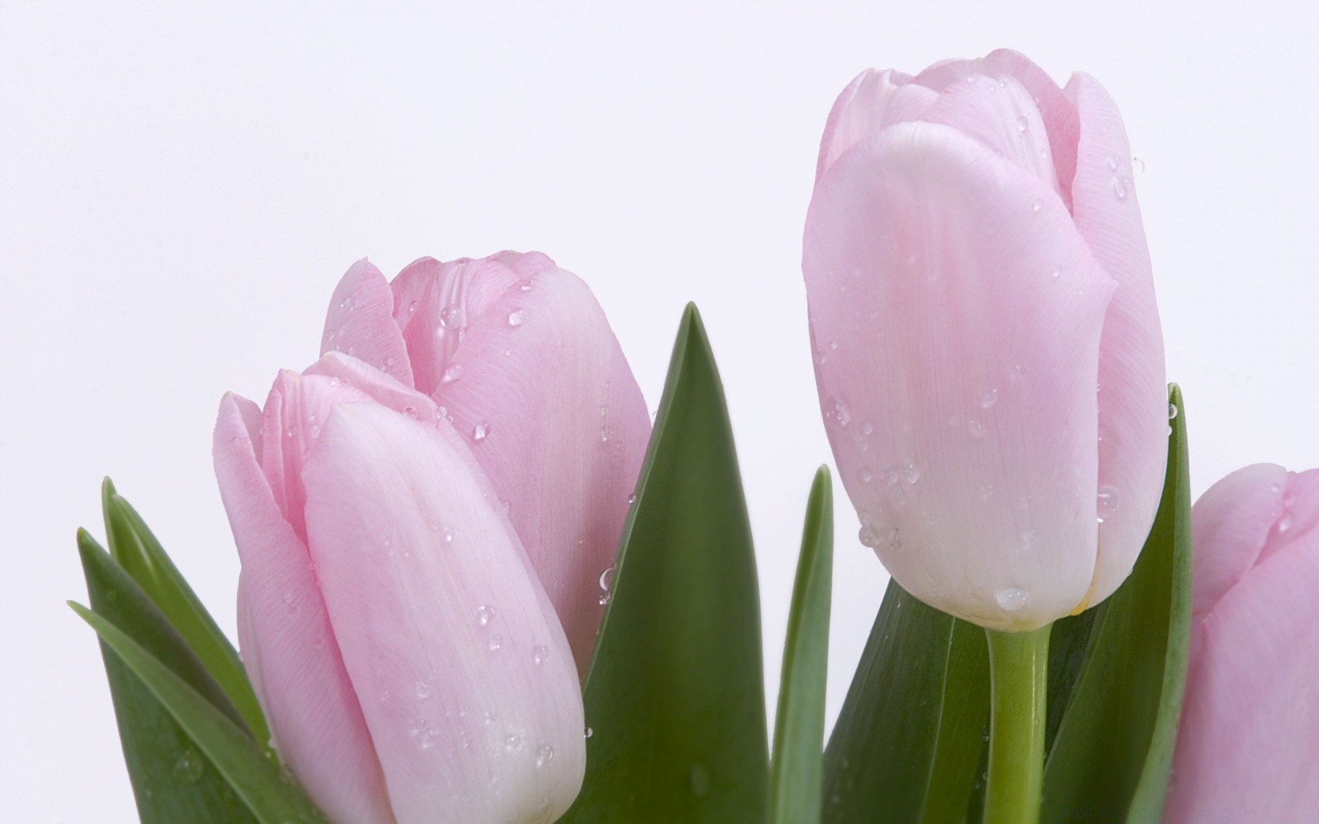 çiçekler lale doğa paskalya çiçek buket aşk yaprak flora çiçek romantizm parlak izole yaz küme taçyaprağı dostum kabuk hediye