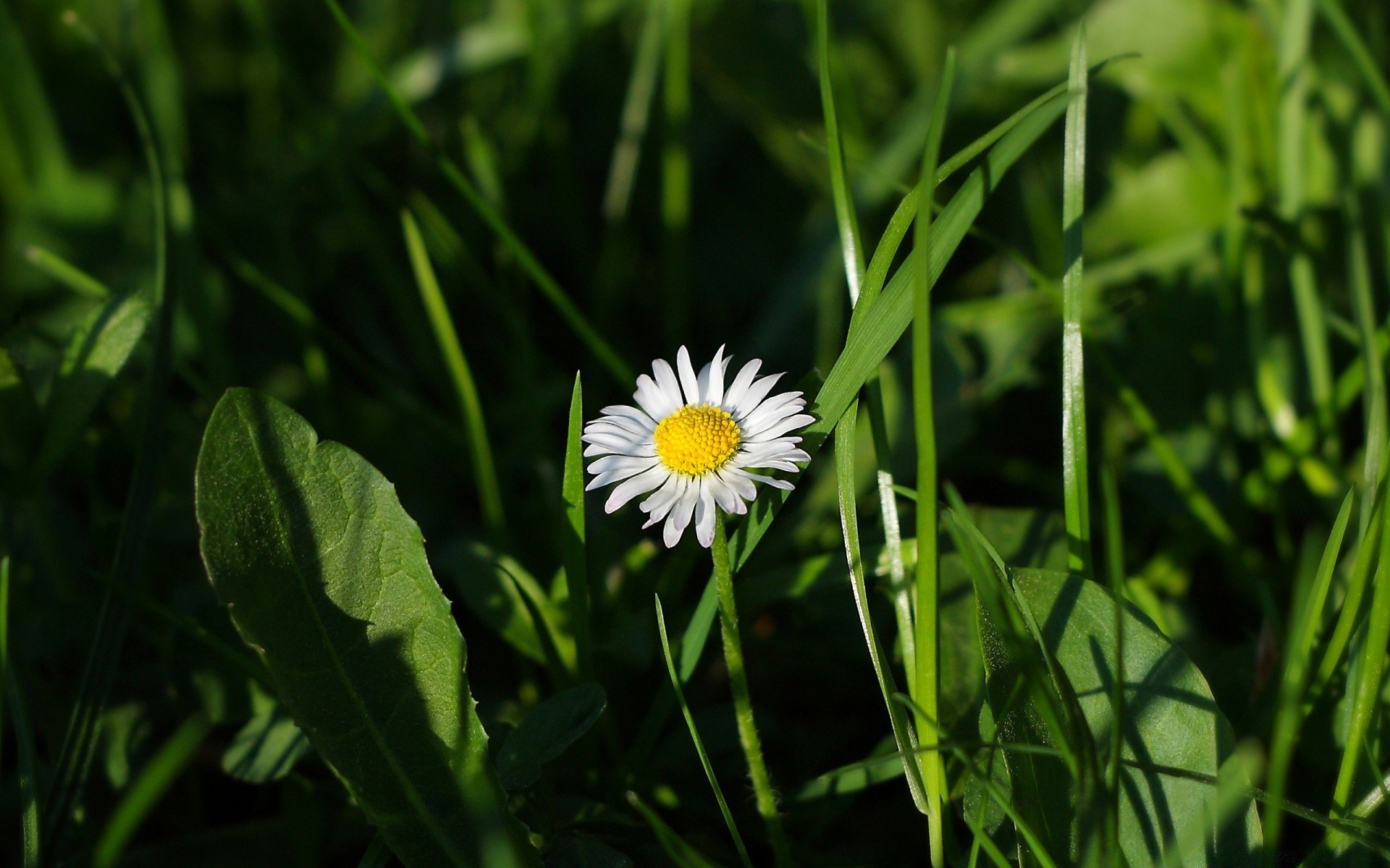 fleurs nature herbe flore été champ foin fleur croissance jardin feuille beau temps soleil lumineux gros plan saison environnement rural extérieur pelouse