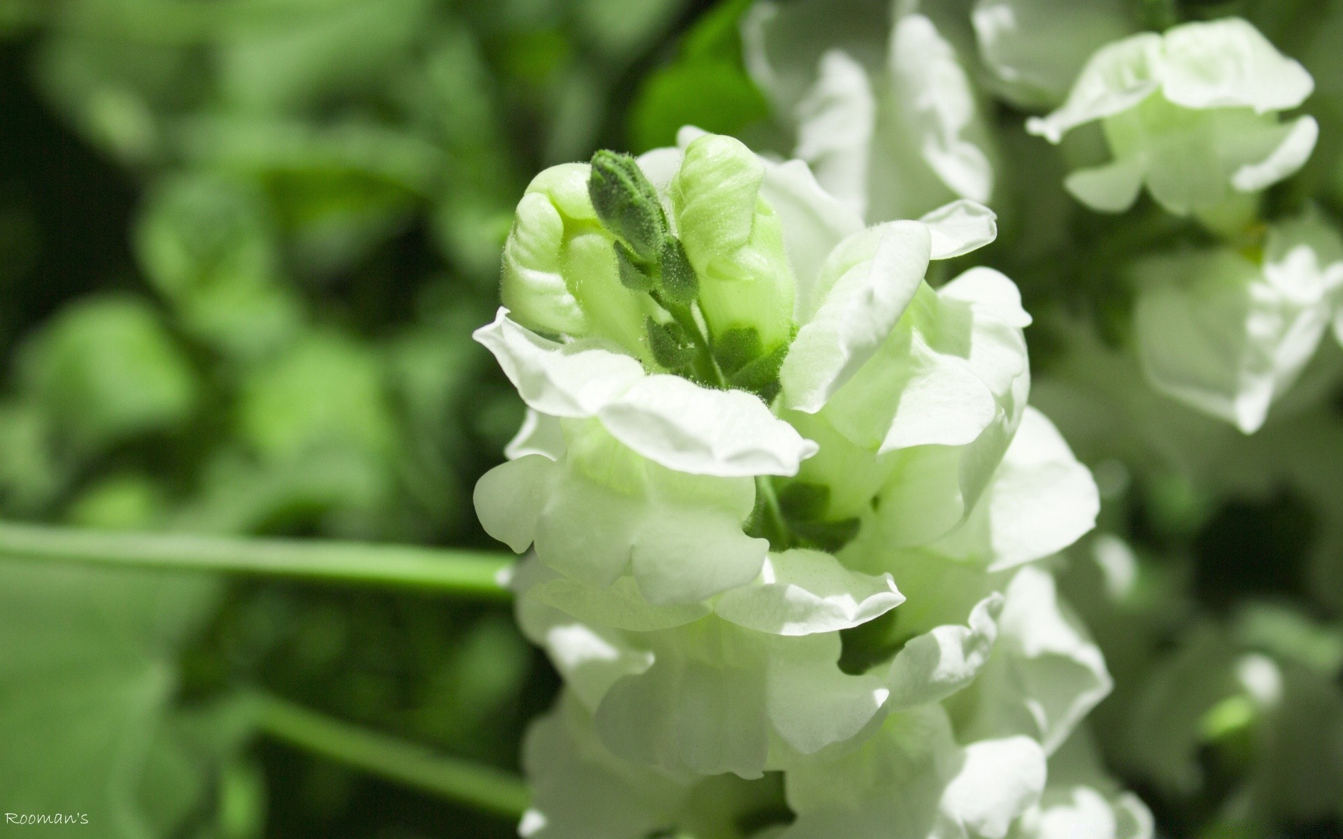 flores natureza folha flora crescimento verão jardim ao ar livre close-up flor frescura brilhante ambiente bom tempo