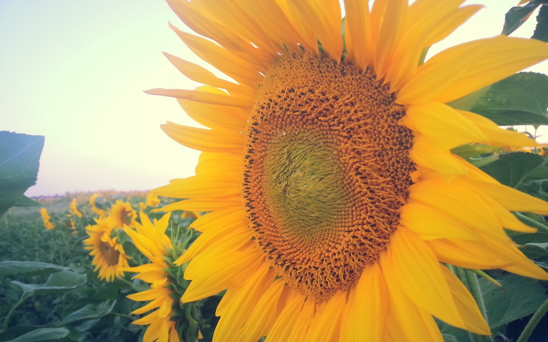 flowers sunflower nature summer flora flower bright leaf growth sun fair weather outdoors petal garden beautiful