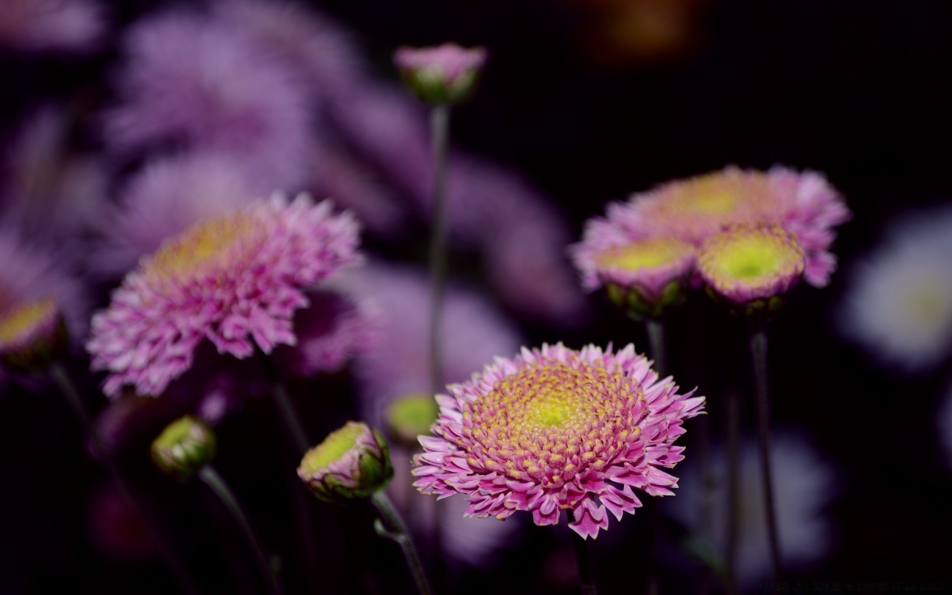 flowers flower nature flora petal blooming close-up floral color garden bright summer leaf outdoors beautiful perennial