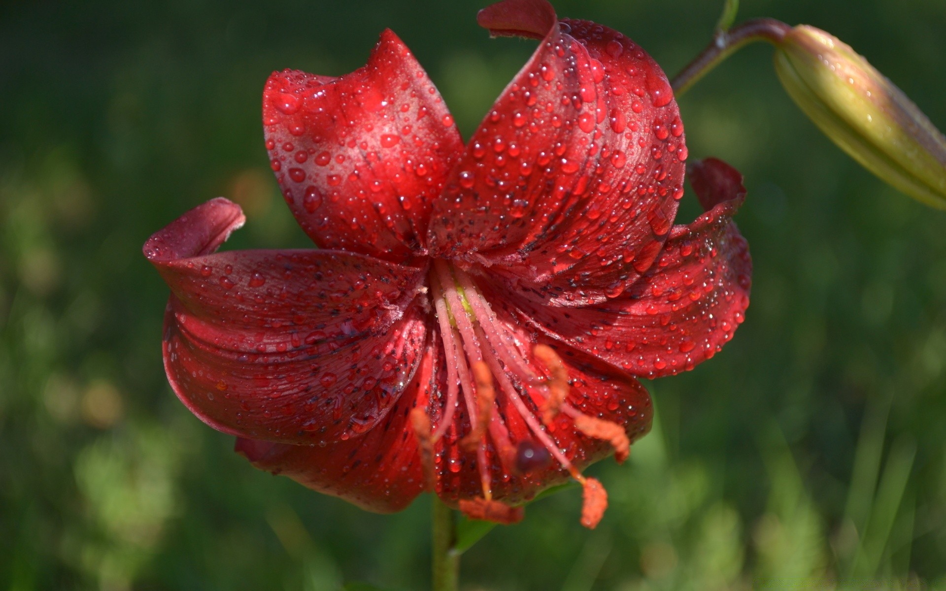 blumen natur blume garten flora sommer farbe blatt schließen im freien hell blumen schale schön