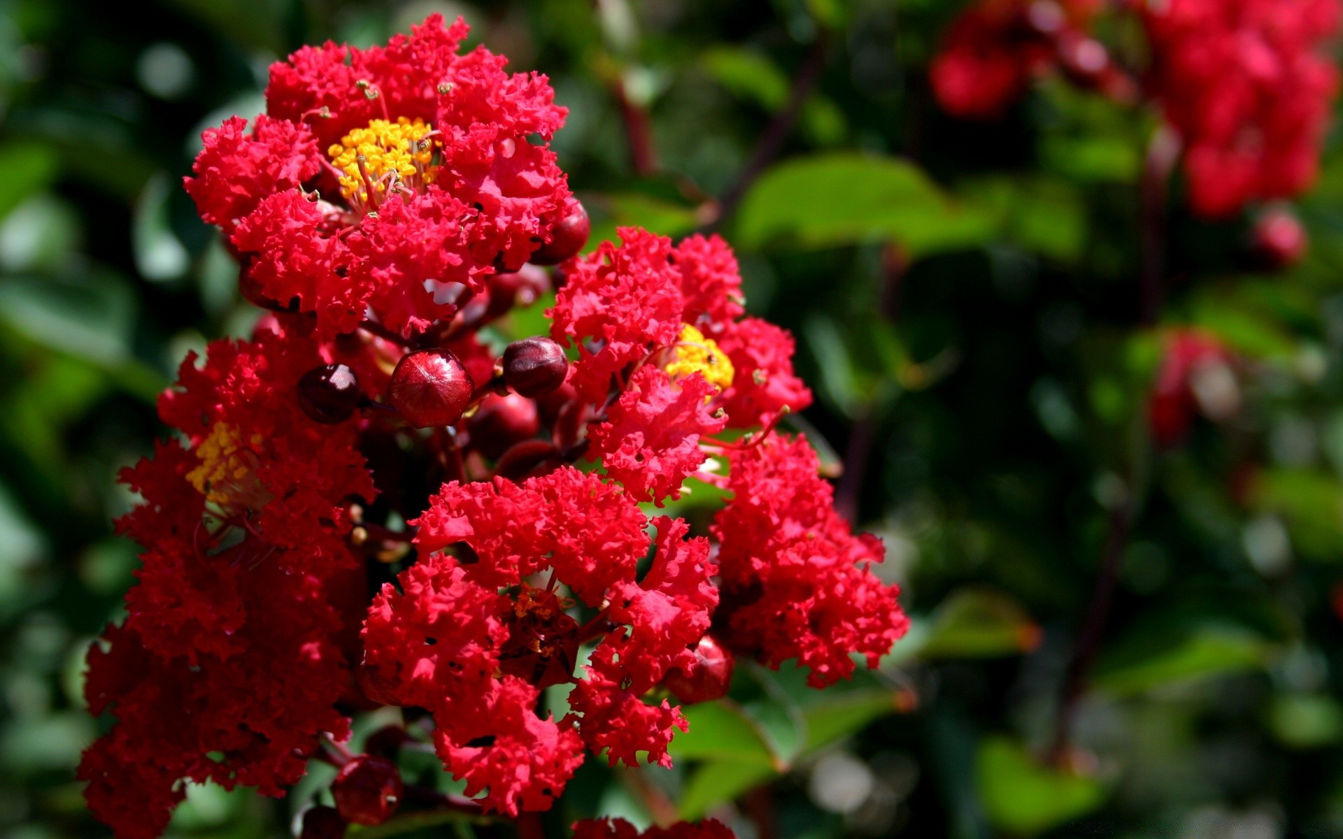 fleurs fleur nature jardin feuille flore été arbuste bluming floral couleur à l extérieur croissance pétale rose lumineux