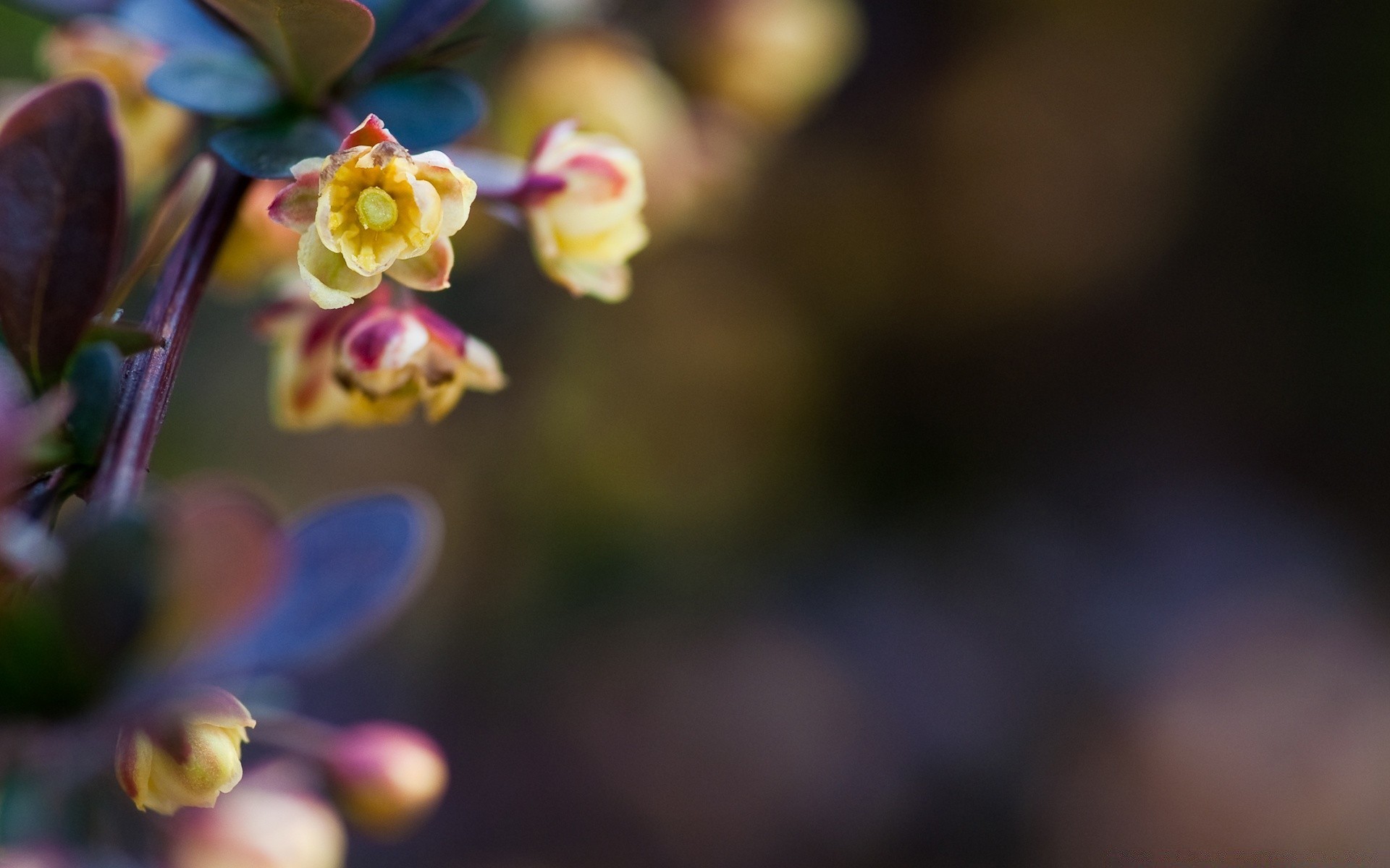 fiori natura fiore flora sfocatura foglia crescita giardino esterno estate colore luminoso ramo