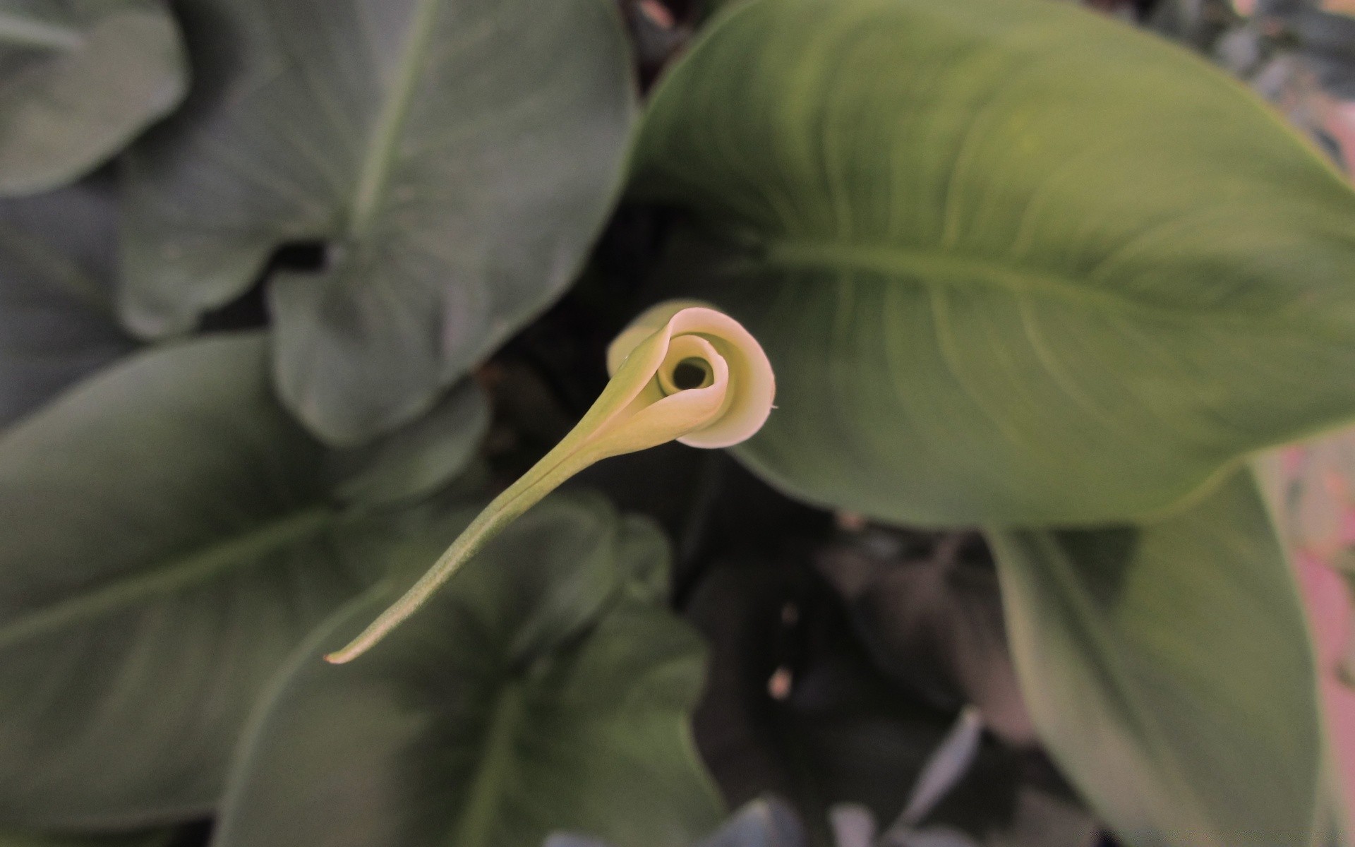 flowers leaf nature flora one close-up garden outdoors food color close tropical