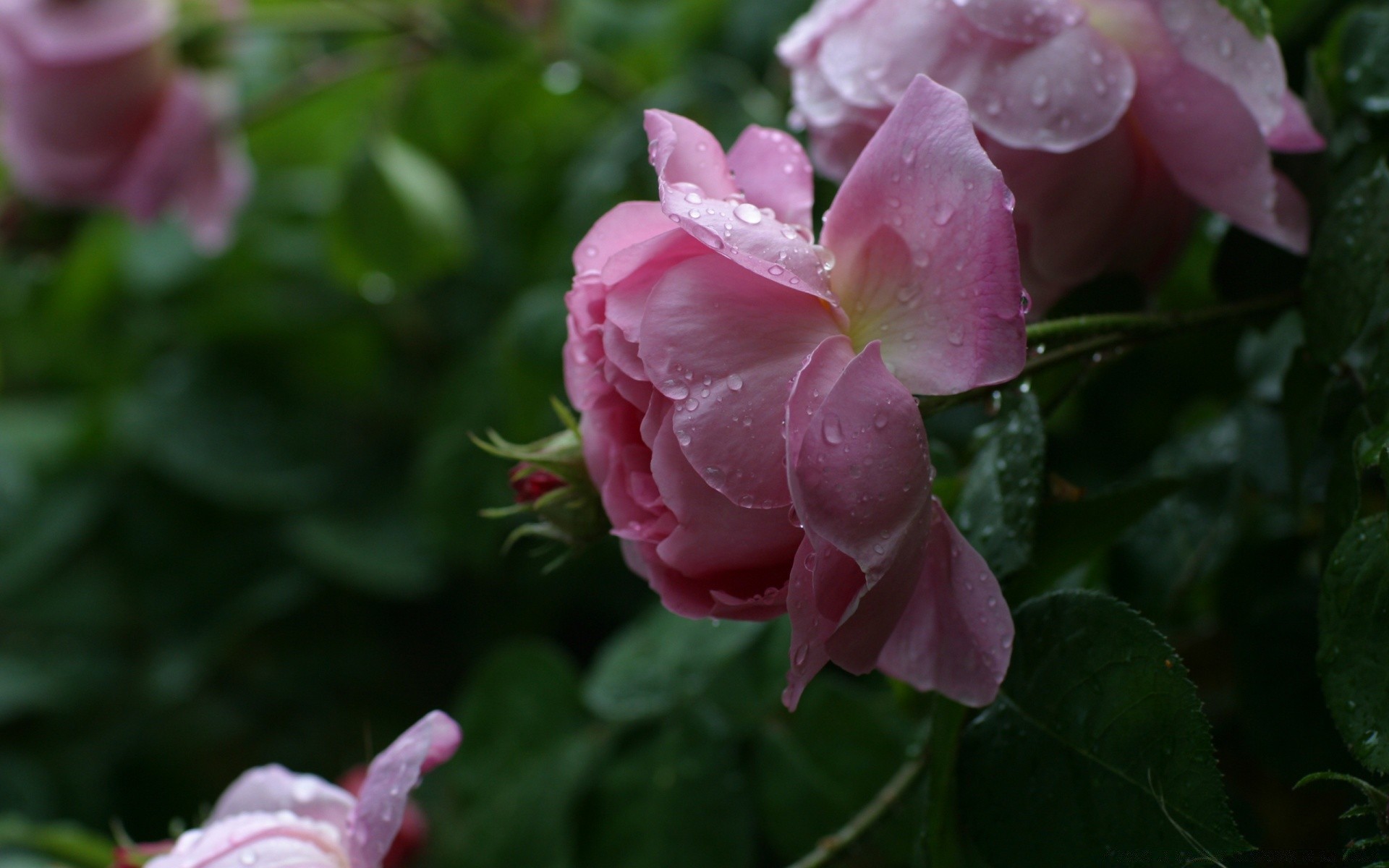 blumen blume garten natur flora blatt blühen sommer blumen blütenblatt rose farbe schließen schön liebe im freien wachstum botanisch hell