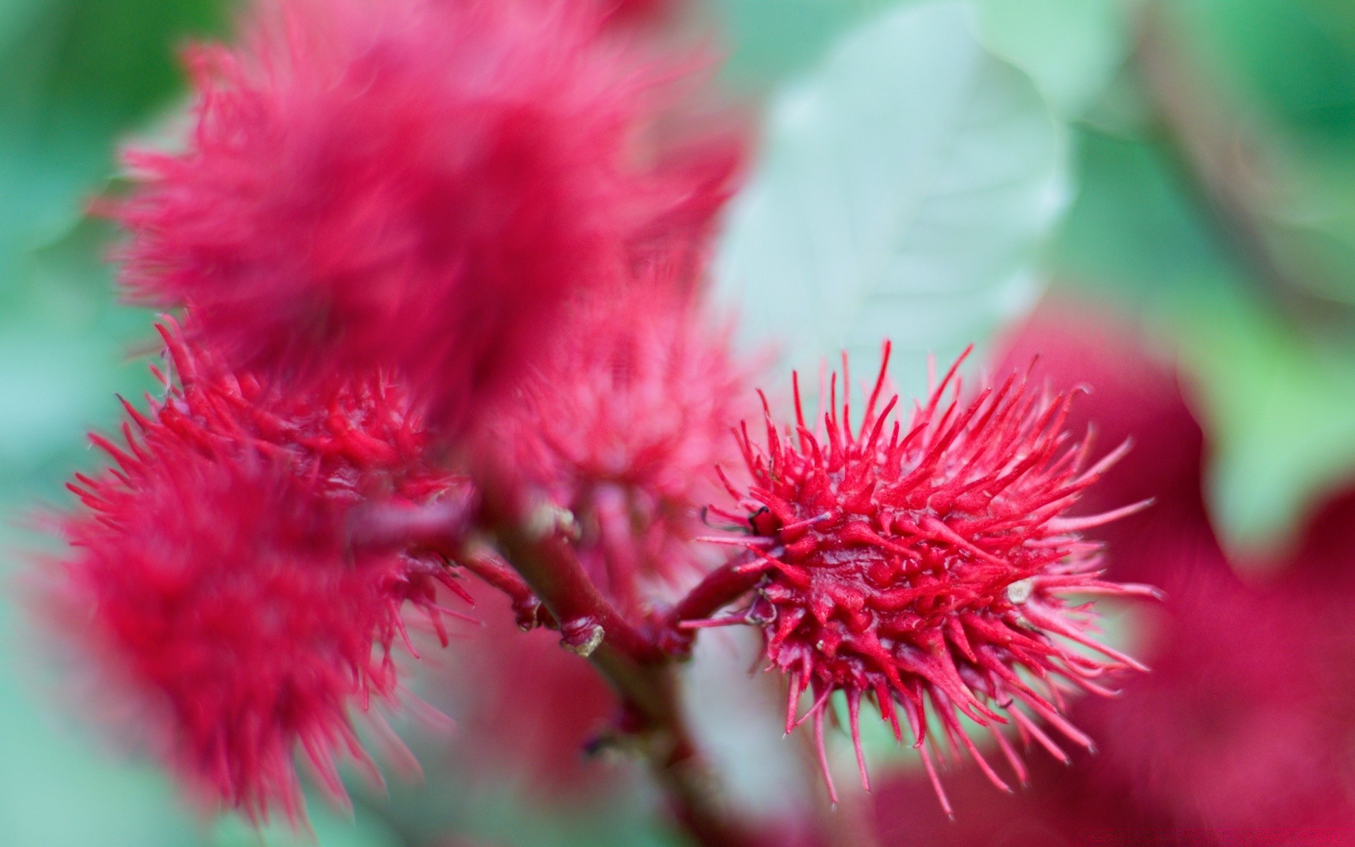 flowers nature flora flower outdoors summer leaf bright garden close-up color blooming season prickly sharp petal wild branch botanical