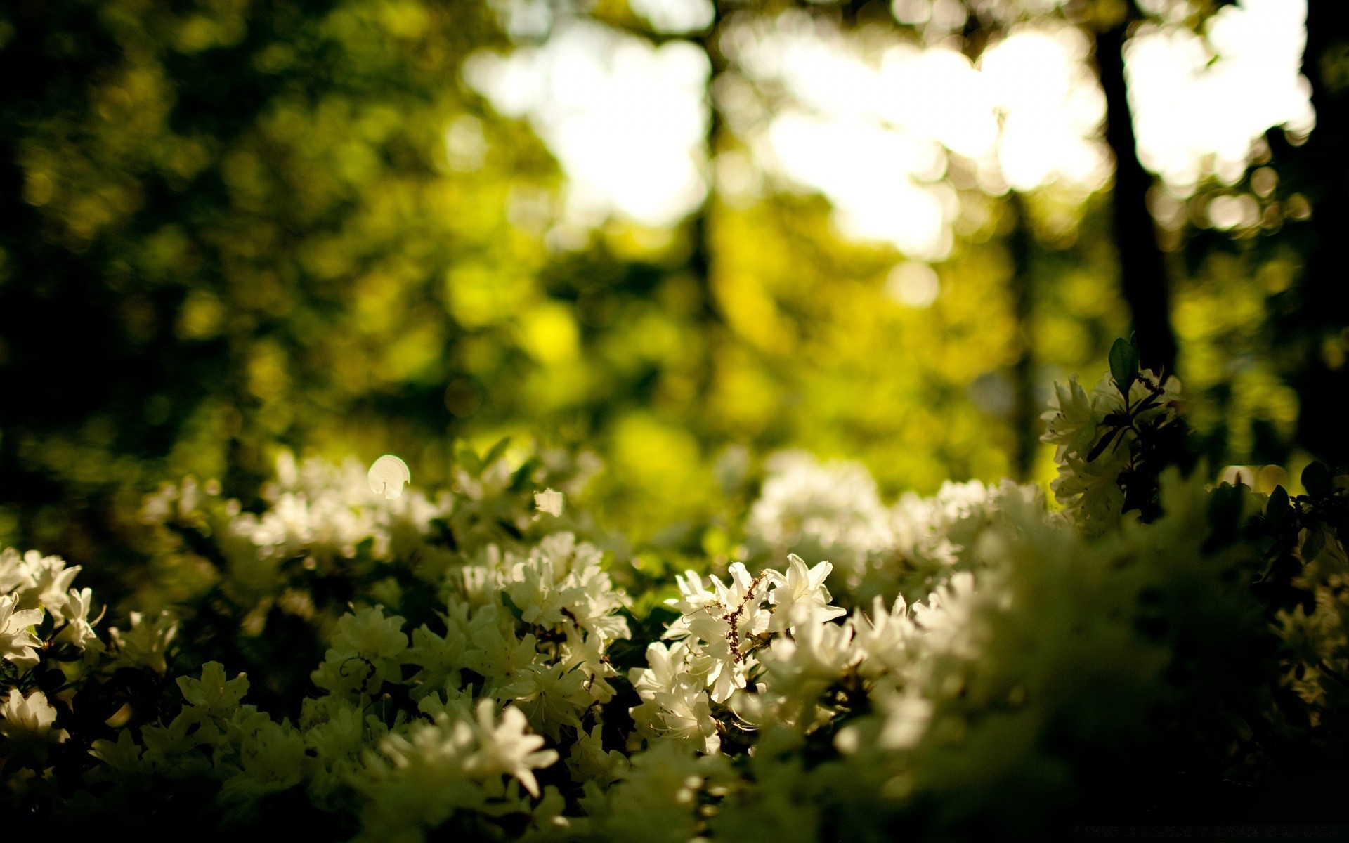 kwiaty kwiat natura liść ogród flora drzewo słońce wzrost lato dobra pogoda jasne drewna