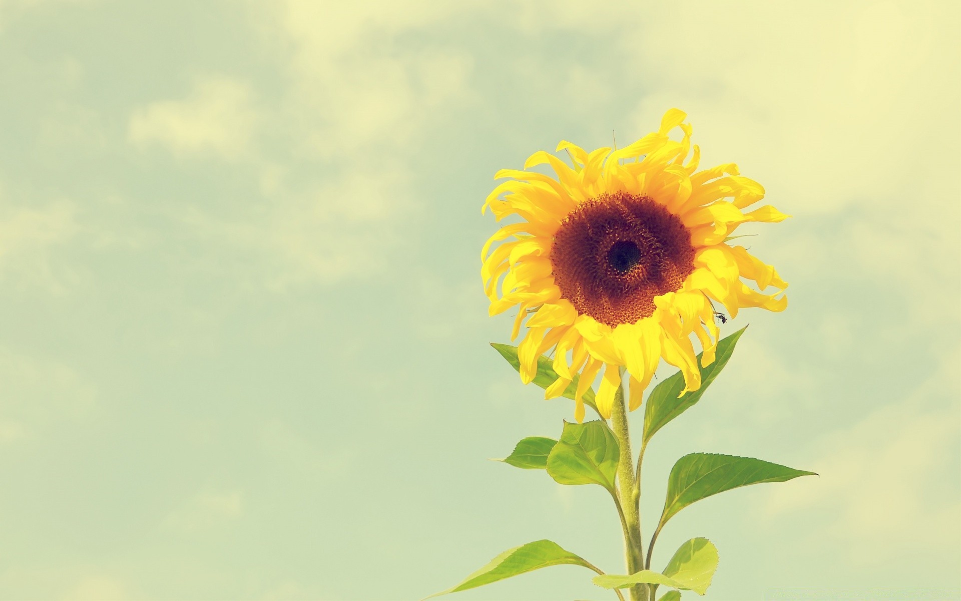 çiçekler doğa çiçek yaz flora yaprak parlak büyüme çiçek renk güzel