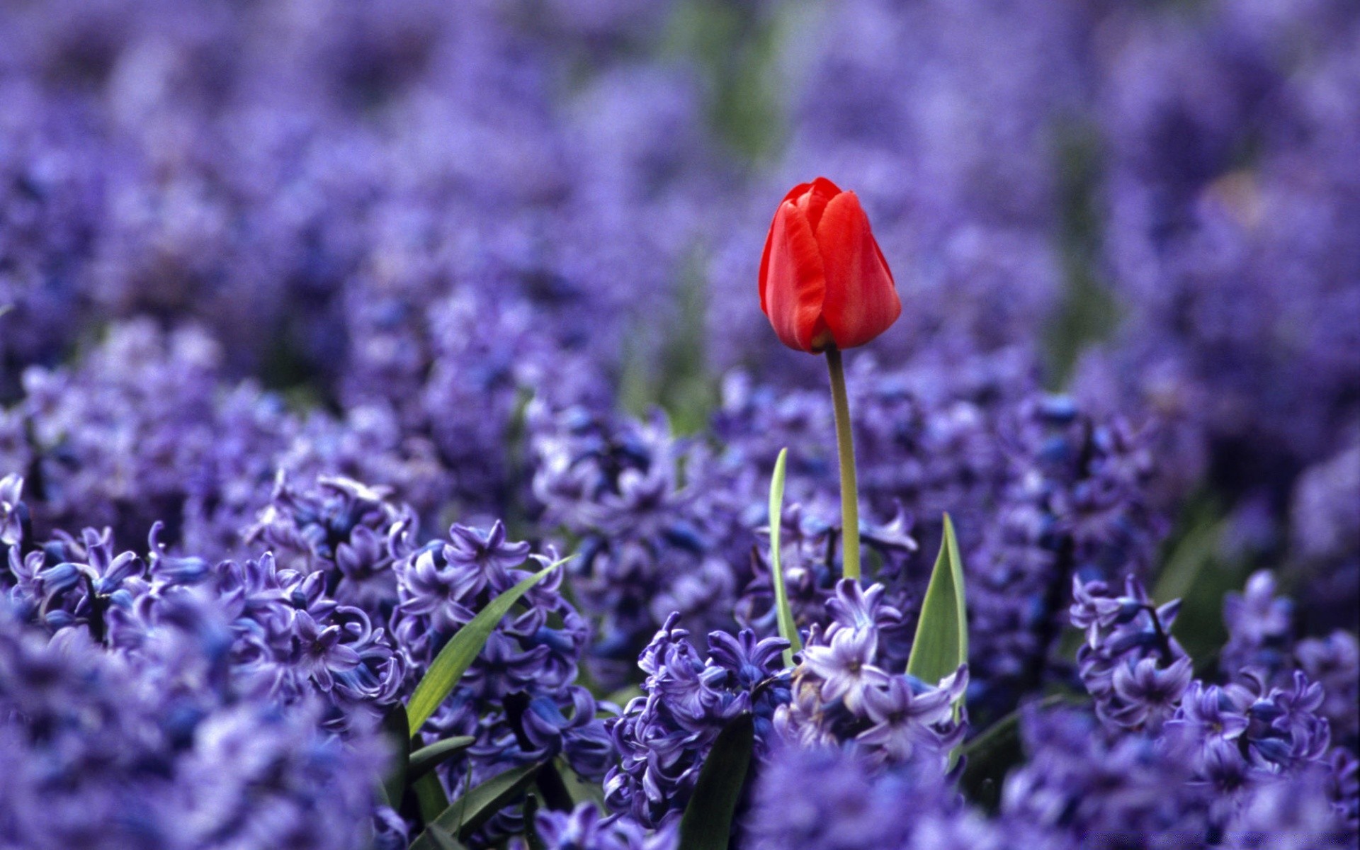 blumen blume natur flora garten blumen lavendel blühen feld sommer blatt farbe violet schließen parfüm blütenblatt aromatherapie wachstum im freien saison