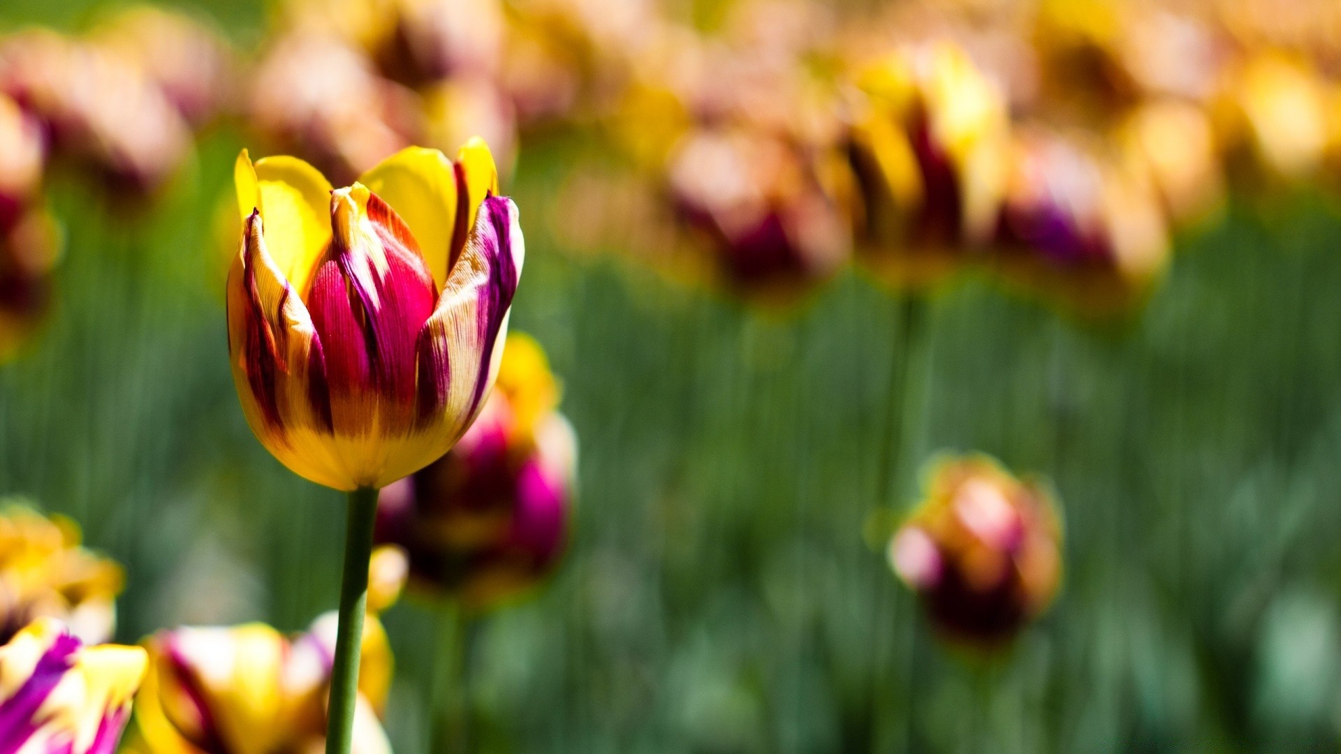 flowers tulip nature flower summer garden bright leaf flora easter outdoors fair weather color grass petal field