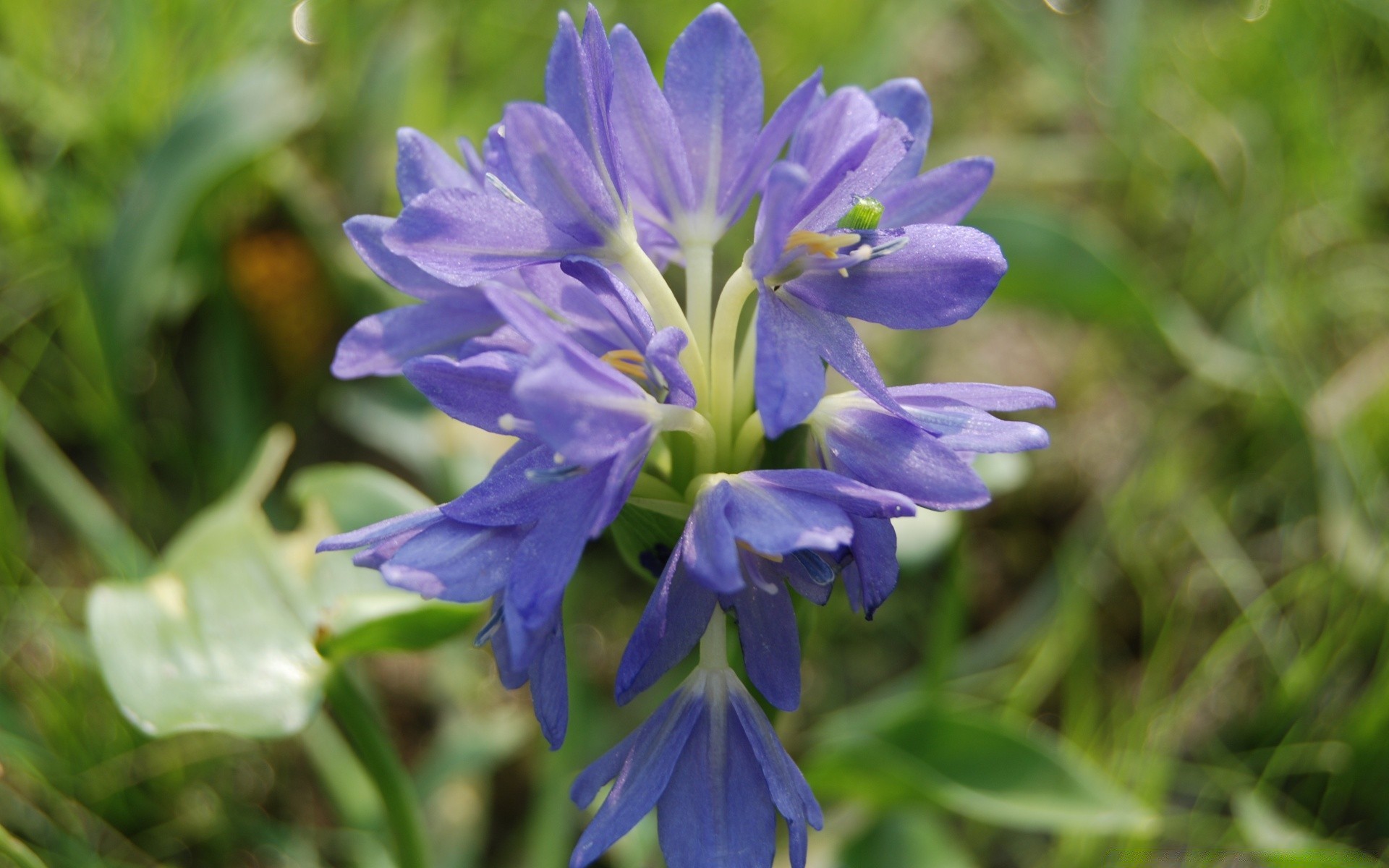 fleurs fleur nature flore été jardin bluming feuille pétale floral à l extérieur belle saison herbe croissance gros plan couleur lumineux champ foin