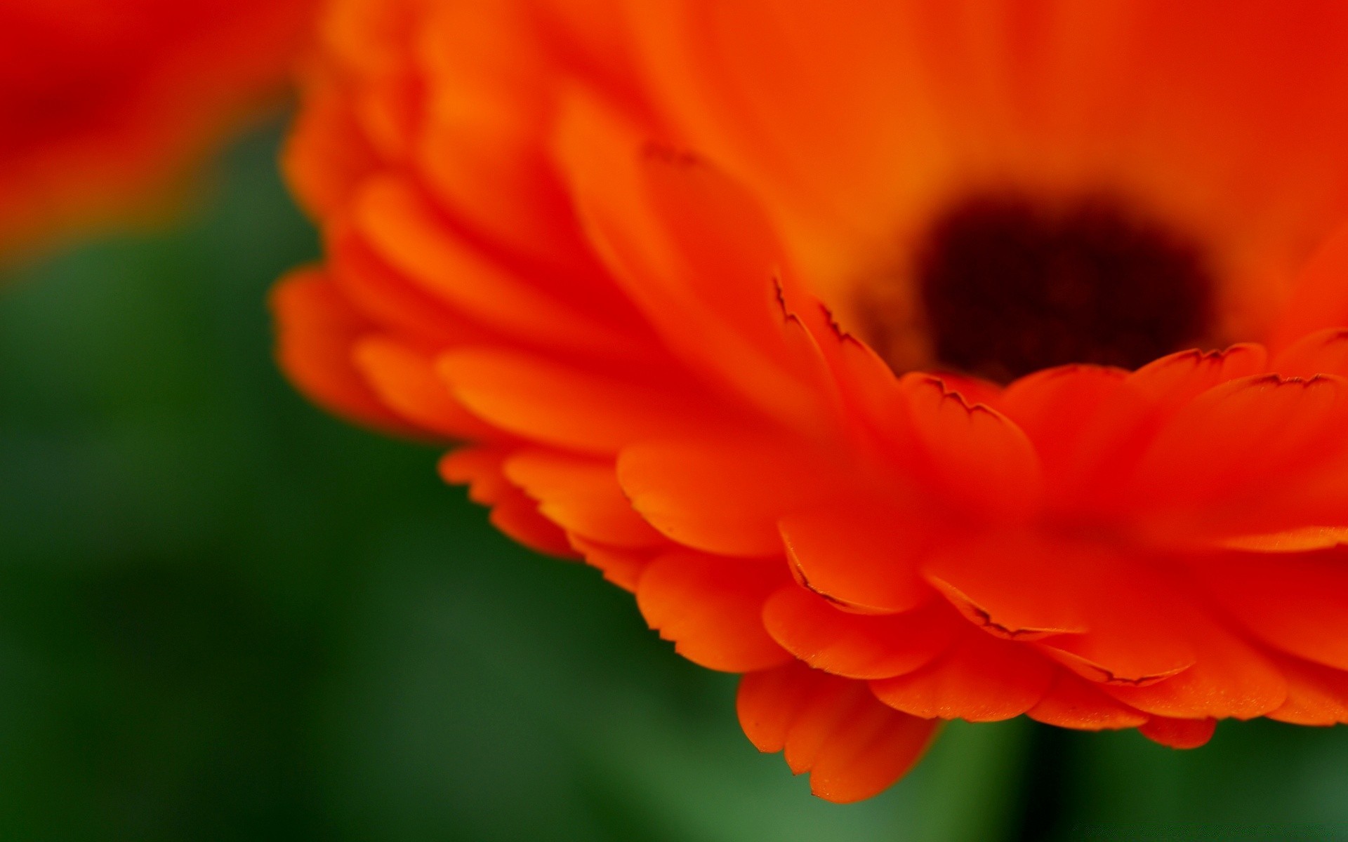 fleurs nature fleur été flore lumineux flou couleur croissance feuille pétale jardin à l extérieur