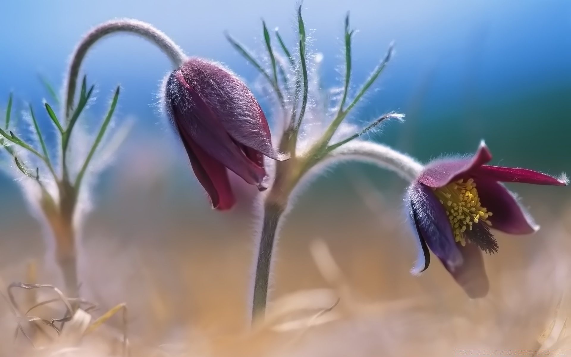 flowers flower nature flora outdoors blur garden winter close-up blooming leaf bud