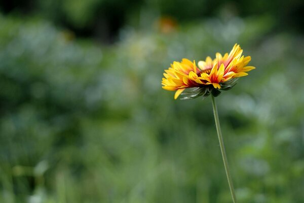 A flower on a blurry background