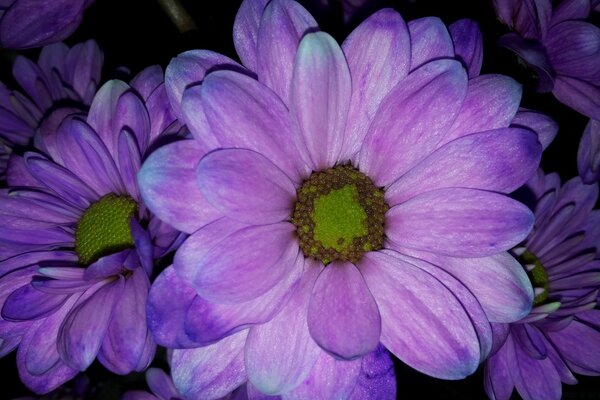 Delicate petals of purple flowers