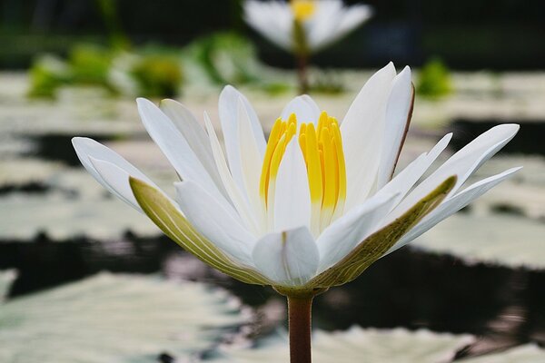 Gros plan de Lotus blanc