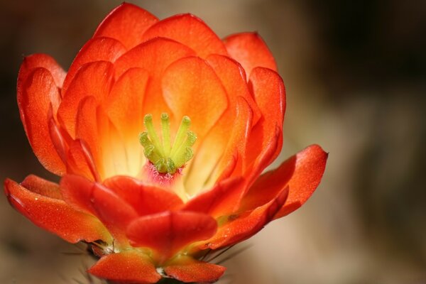 Rouge belle fleur inhabituelle