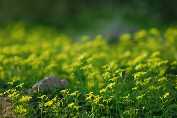 Saftiges Gras und schöne Blumen