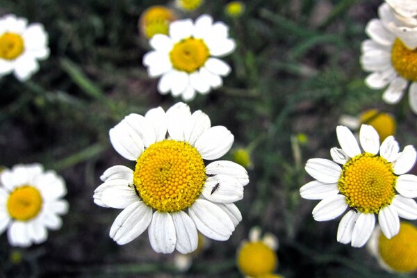 Blooming daisies with a view from above