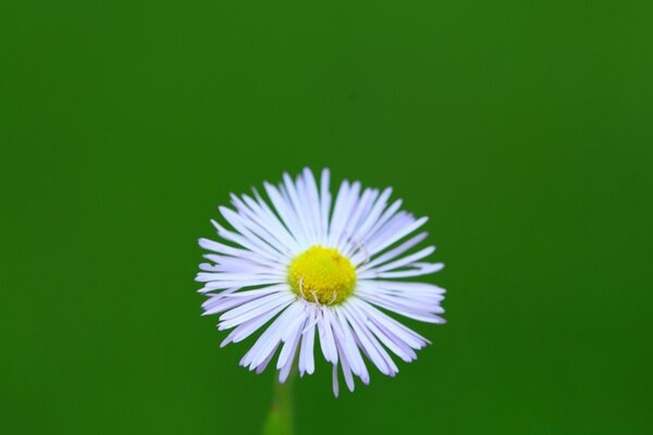 Bright daisy on a green background