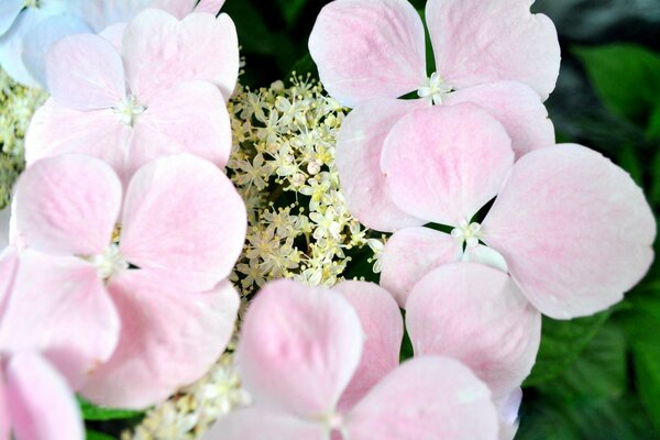 Macro photography. Pink flowers close-up