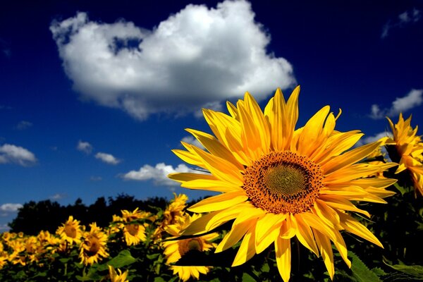 Sonnenblumen Tapete mit Sonnenblumen Sonne