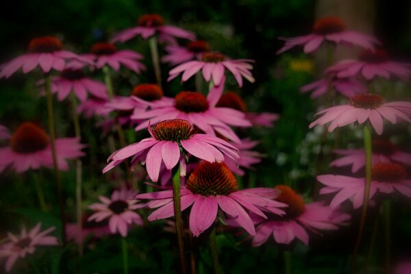 Fleurs rouges dans la clairière de nuit