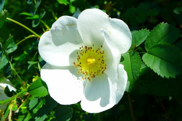 Gros plan de tir de fleur blanche