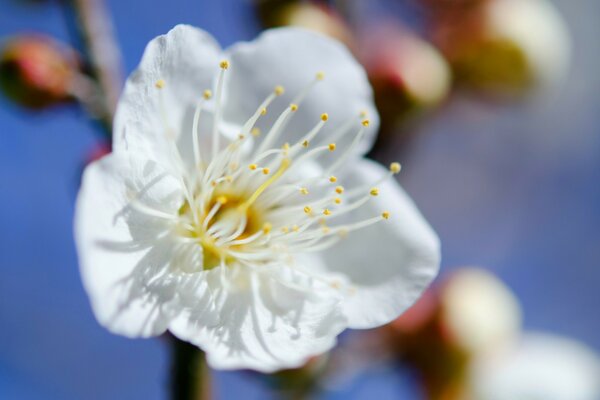 Nature. arbre en fleurs dans le jardin