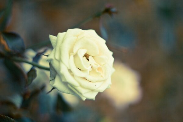 A magnificent flower, a symbol of purity