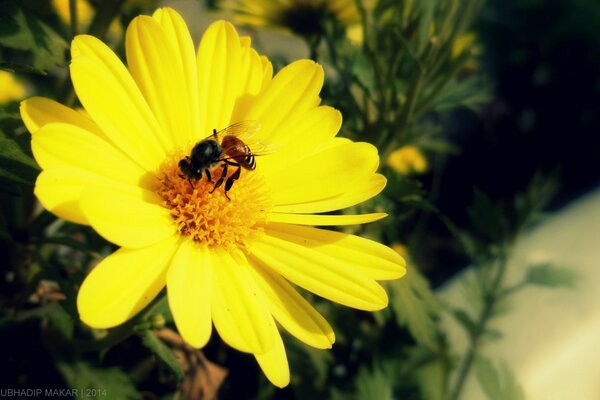 Die Natur. Bestäubungsprozess der gelben Blume