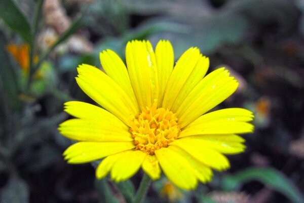 Bright yellow beautiful flower