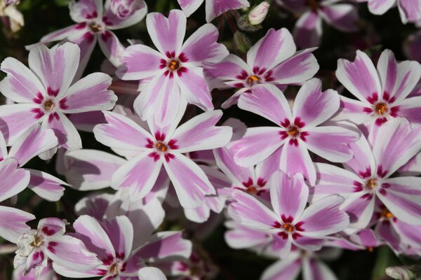 Viele schöne rosa Blüten