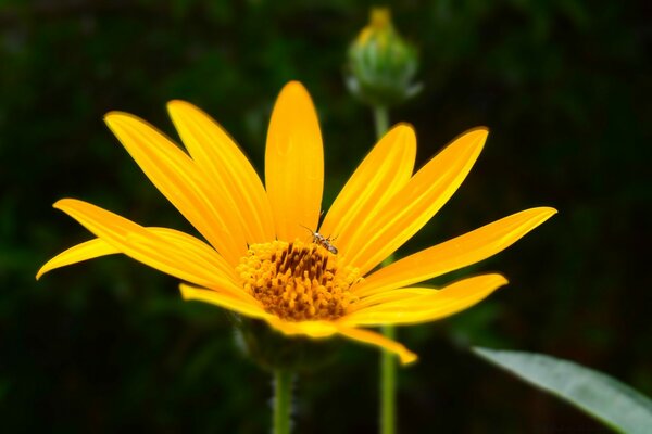 A hot yellow flower on a black background