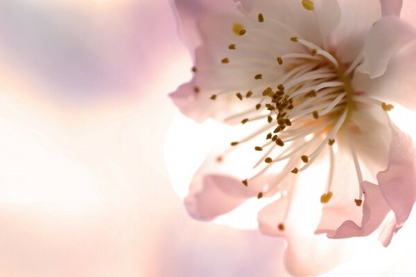 Flores contra el sol borroso