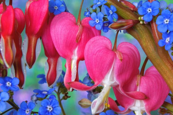 Fleurs riches et lumineuses de couleur fuchsia et Myosotis