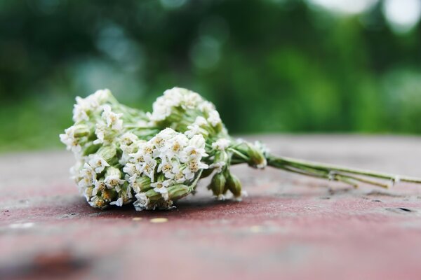 Un petit bouquet pour une grande âme