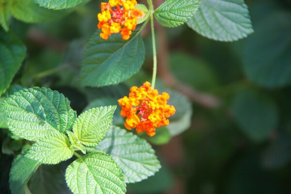 Fleurs orange avec des feuilles poussent en été