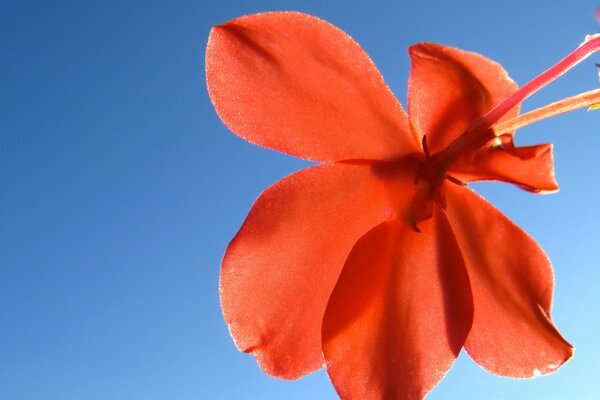 An unusual plant on the veranda