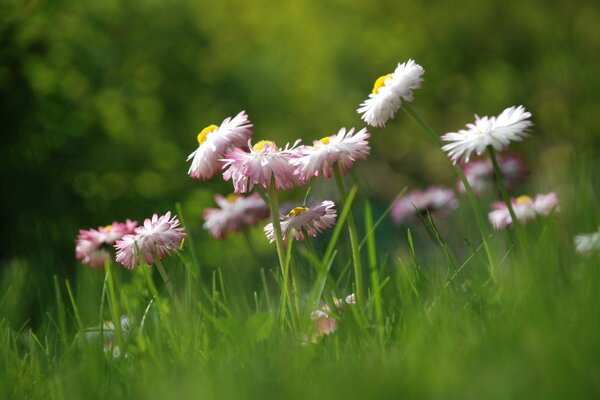 Marguerites roses sur Prairie verte