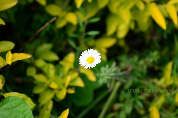 A white flower in lush greenery