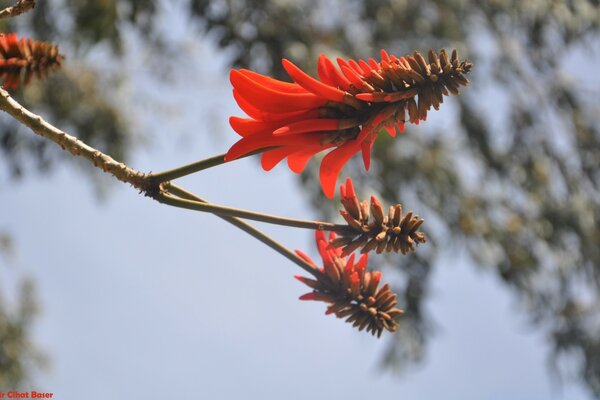 A tree branch with a red flower