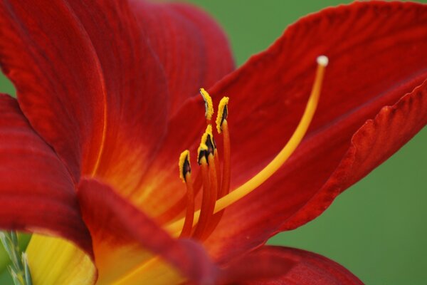 Fiore rosso in giardino