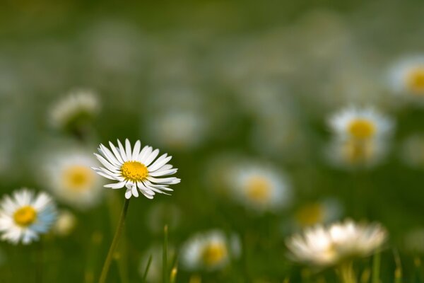 Schöne Gänseblümchen wachsen auf dem Feld