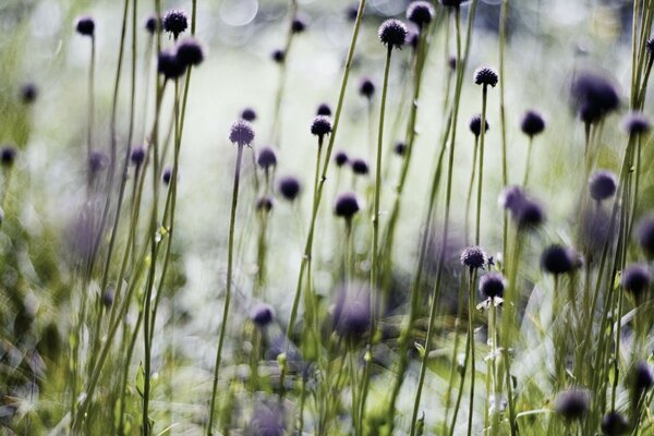 Muchas flores silvestres cerca