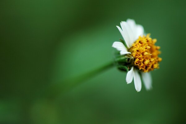 Una hermosa flor en el lado derecho